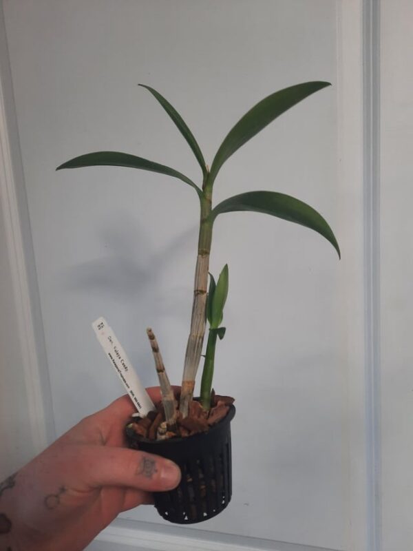 Các Loại Cây Kiểng Trồng Trong Nhà Và Bí Quyết Chăm Sóc Cây Như Ý