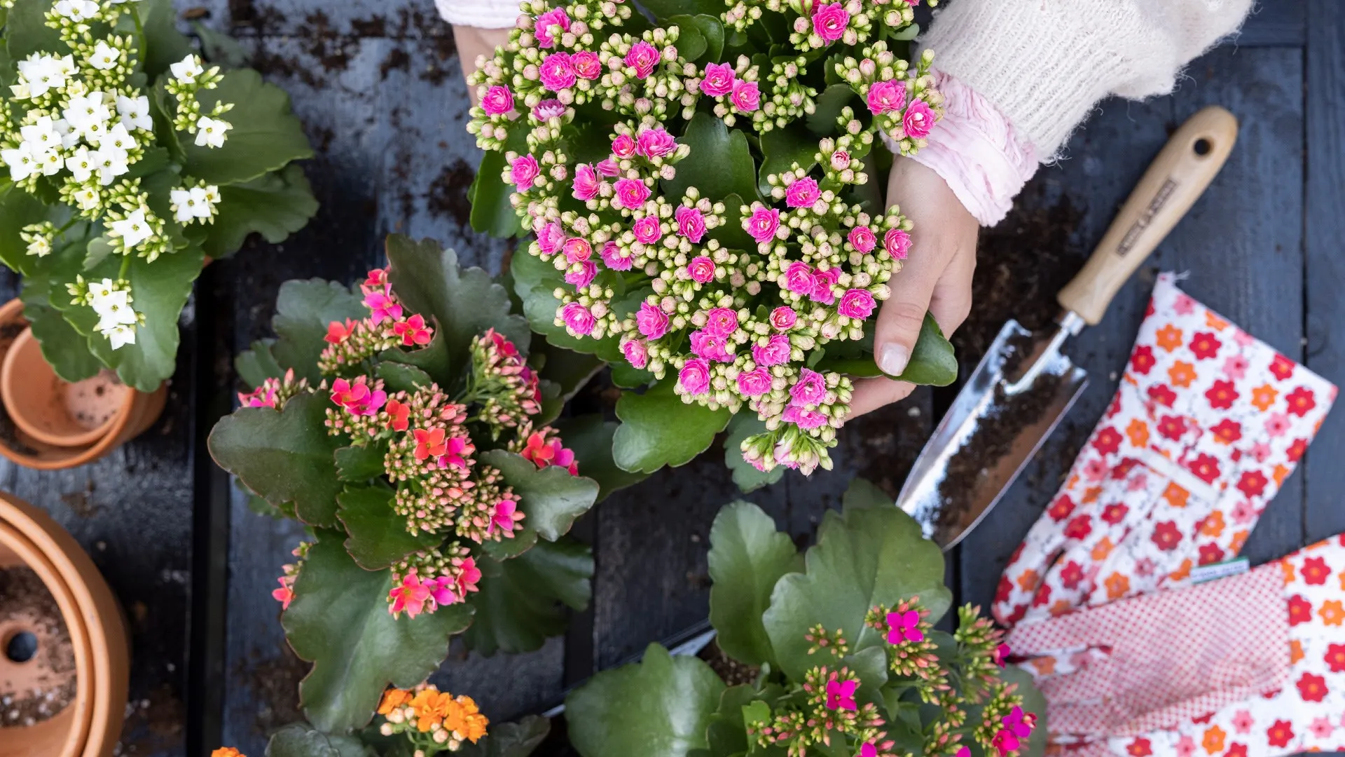 Cây sống đời phát triển khỏe mạnh khi được chăm sóc đúng kỹ thuật