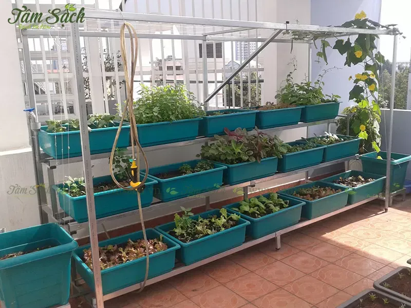 Kệ trồng rau 3 tầng với hệ thống tưới nhỏ giọt tự động