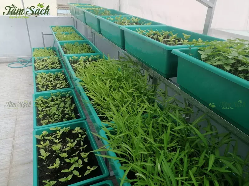 Khung sắt kệ trồng rau với lớp sơn chống gỉ