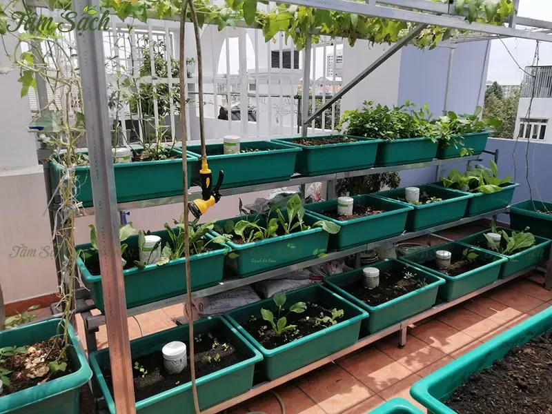 Giàn leo kết hợp với kệ trồng rau 3 tầng