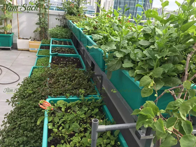 Quy trình chăm sóc rau trên kệ 3 tầng