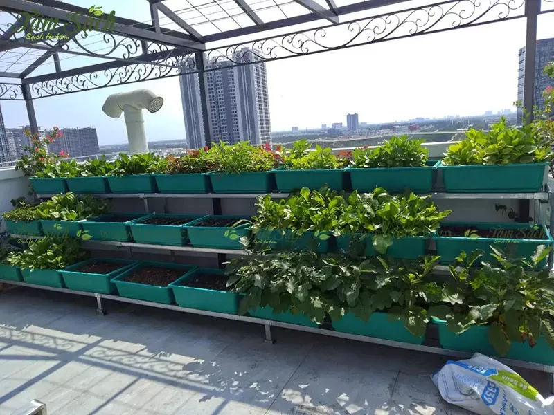Các loại rau phù hợp trồng trên kệ 3 tầng