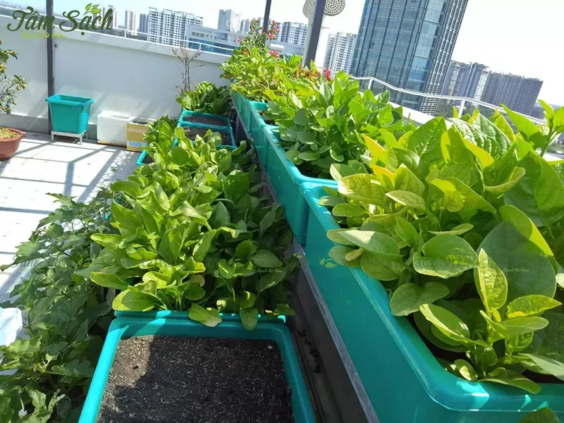 Các giống rau ăn lá trồng trên kệ thông minh