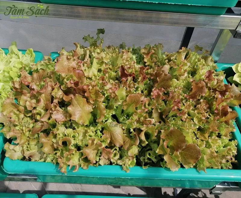 Xử lý sự cố hệ thống tưới tự động