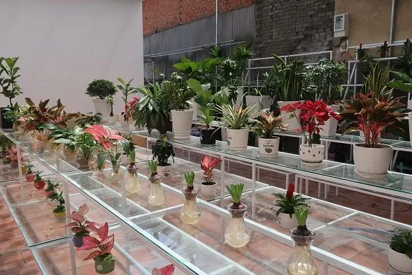 Ke Trung Bay Cay Canh 12