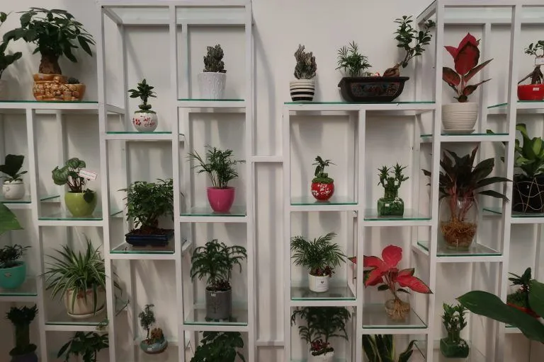 Ke Trung Bay Cay Canh 12.1