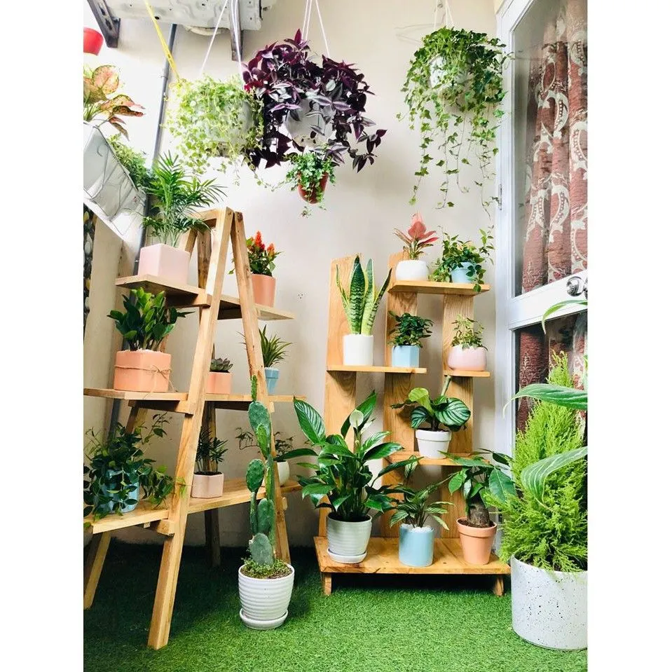 Ke Trung Bay Cay Canh 7