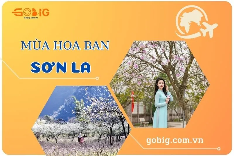 Khám Phá Chi Tiết Sự Tích Hoa Ban Trắng Tây Bắc Và Ý Nghĩa Văn Hóa Sâu Sắc