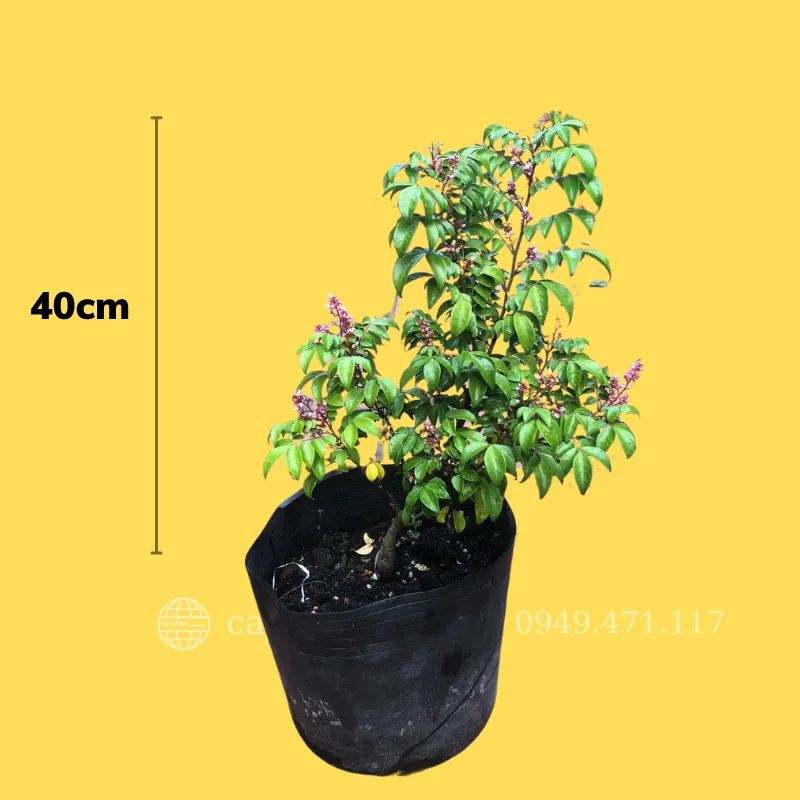 Cây khế bon sai đẹp - Kỹ thuật chăm sóc tại vườn chuyên nghiệp