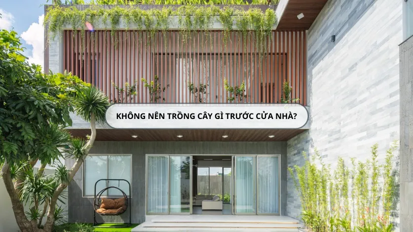Tránh trồng những cây có hình dáng kỳ dị hoặc âm khí nặng