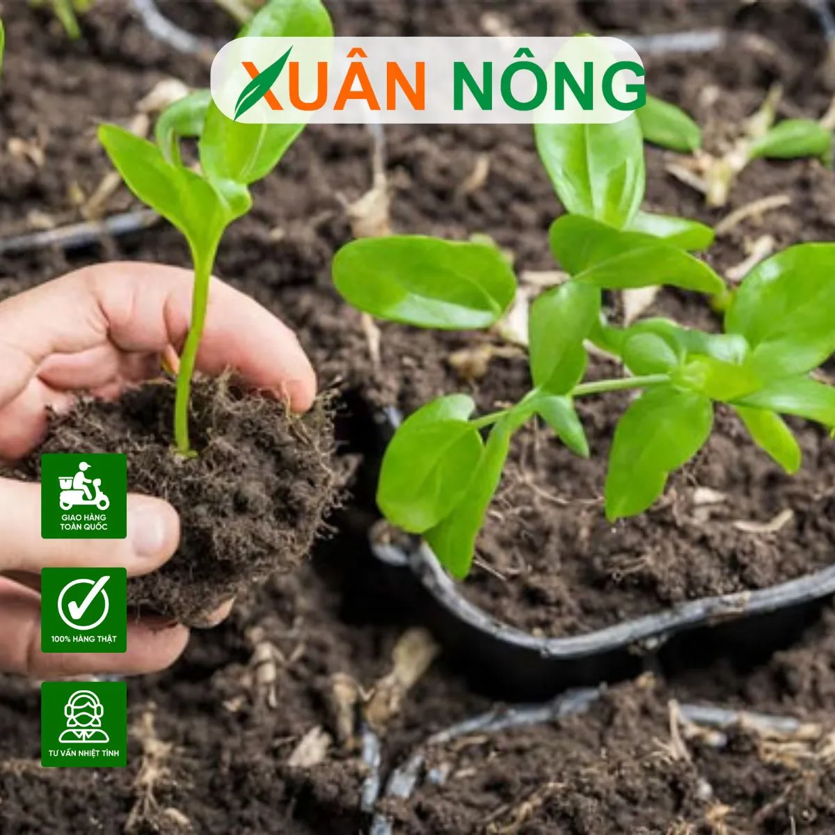 Niềm vui khi thấy cây mới trồng bật lộc và ra rễ mạnh mẽ