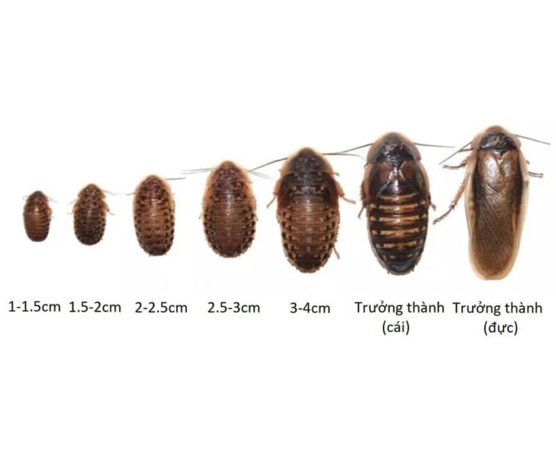 Tất Tần Tật Về Trồng Cây Sống Đời Trong Nhà: Hướng Dẫn Chi Tiết Từ A Đến Z