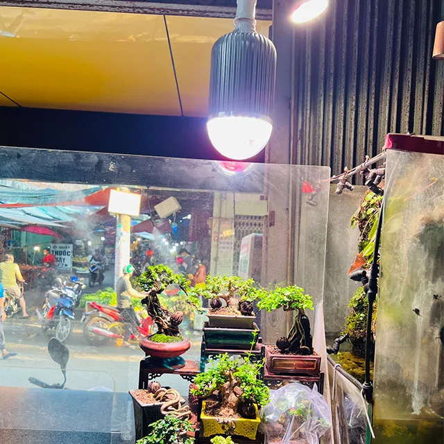 bonsai mini dưới ánh đèn