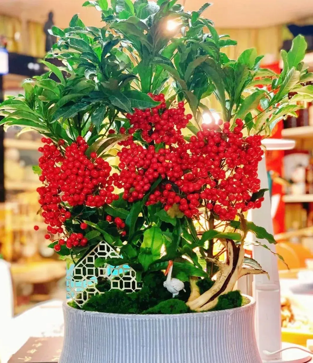 Kim ngân lượng với quả đỏ trên nền lá xanh