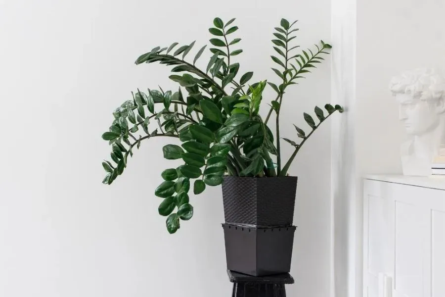 Cây Kim Tiền trong phòng tắm