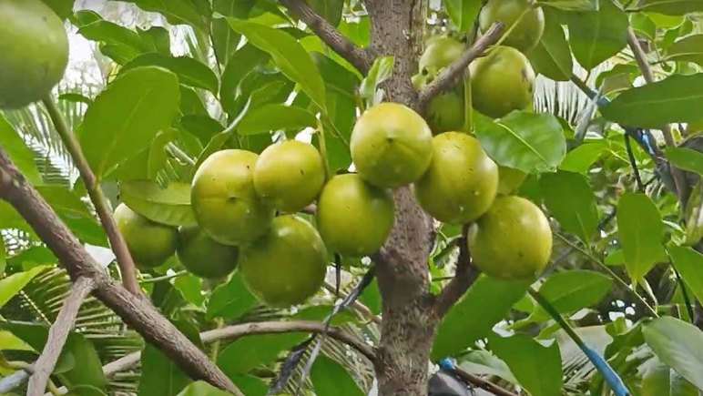 Kinh nghiệm Trồng và Chăm sóc Hoa Hồng Ăn Quả: Hướng Dẫn Toàn Diện cho Người Mới Bắt Đầu