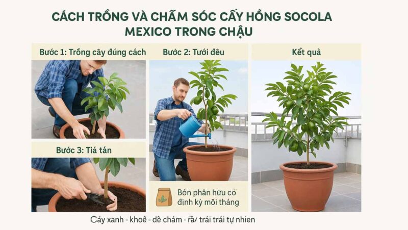 Kinh nghiệm Trồng và Chăm sóc Hoa Hồng Ăn Quả: Hướng Dẫn Toàn Diện cho Người Mới Bắt Đầu