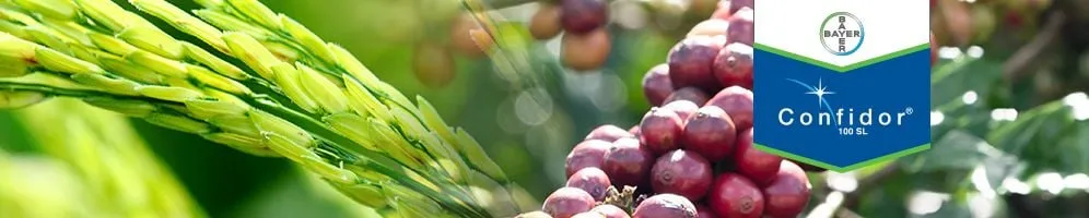 Sản phẩm Confidor 200SL chuyên dụng