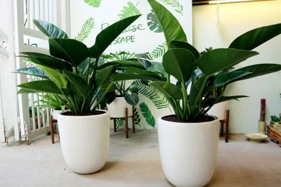 Cây cho tuổi Kỷ Hợi