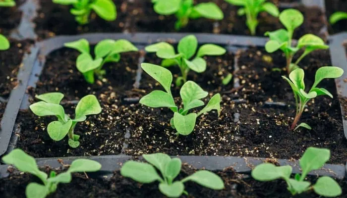 Quy trình kỹ thuật trồng hoa dạ yến thảo