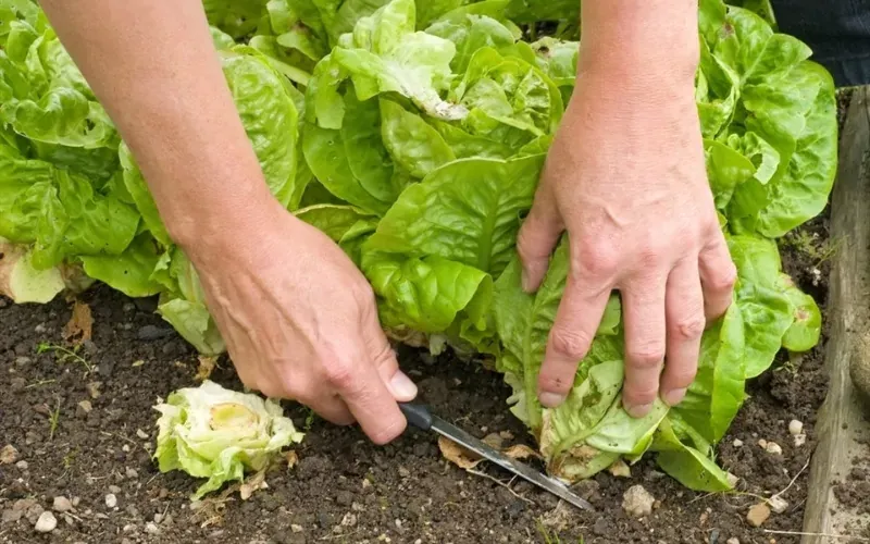 Kỹ thuật canh tác rau hữu cơ thu hoạch đúng thời điểm