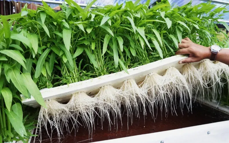 Mô hình trồng rau thủy canh áp dụng các kỹ thuật canh tác rau hữu cơ