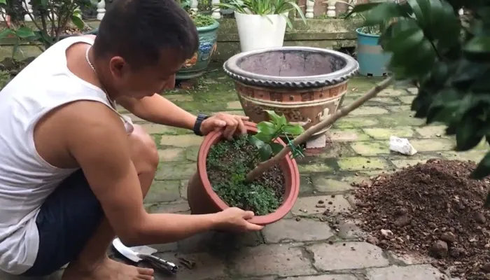 Hướng dẫn sang chậu mới cho cây hoa trà khi bộ rễ đã phát triển mạnh