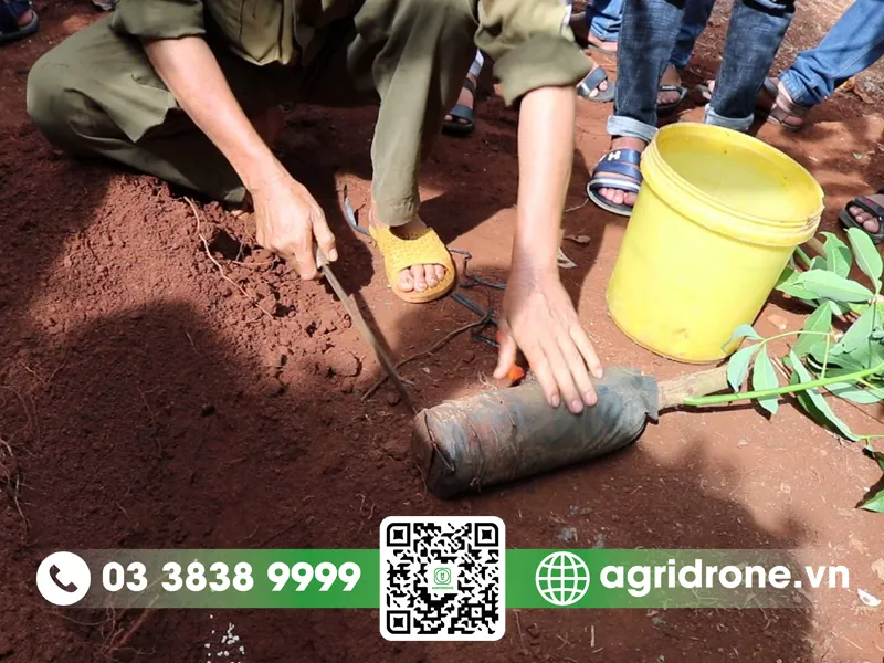 Kỹ thuật chuẩn bị đất trồng cây cao su diện tích nhỏ giúp cây phát triển khỏe mạnh