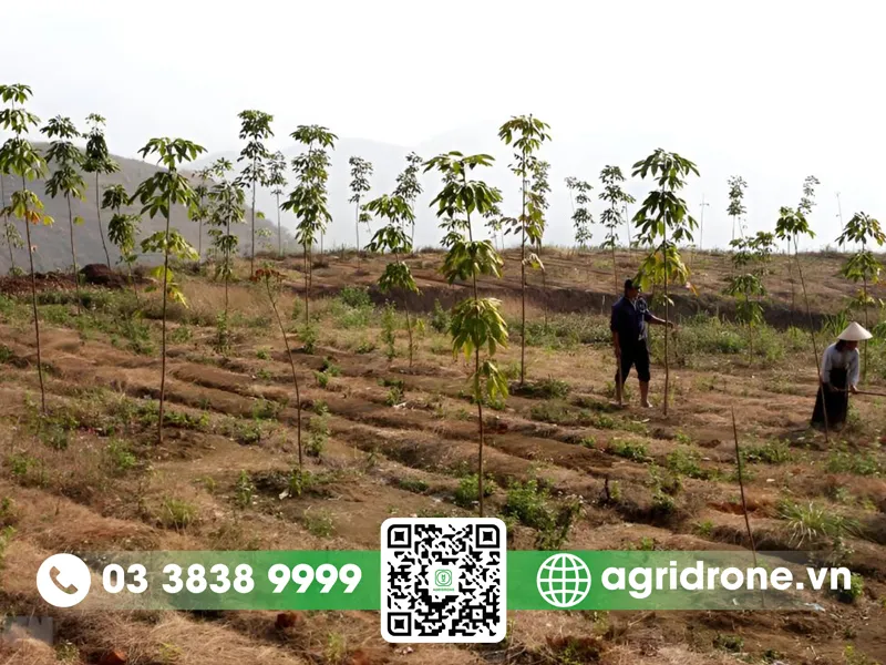 Cách thiết kế lô và hàng trồng cây cao su trên diện tích nhỏ để tối ưu ánh sáng