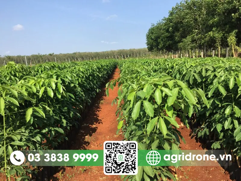 Chăm sóc cây cao su sau khi trồng bằng cách làm cỏ và bón phân định kỳ