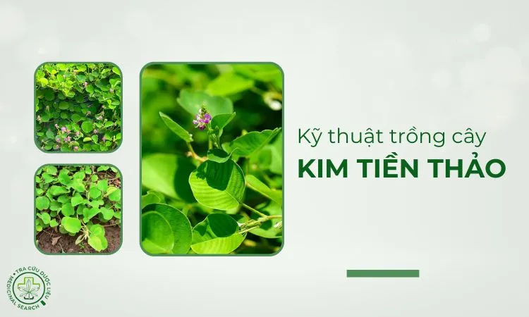 Cây kim tiền thảo trưởng thành có lá tròn và lông mịn đặc trưng