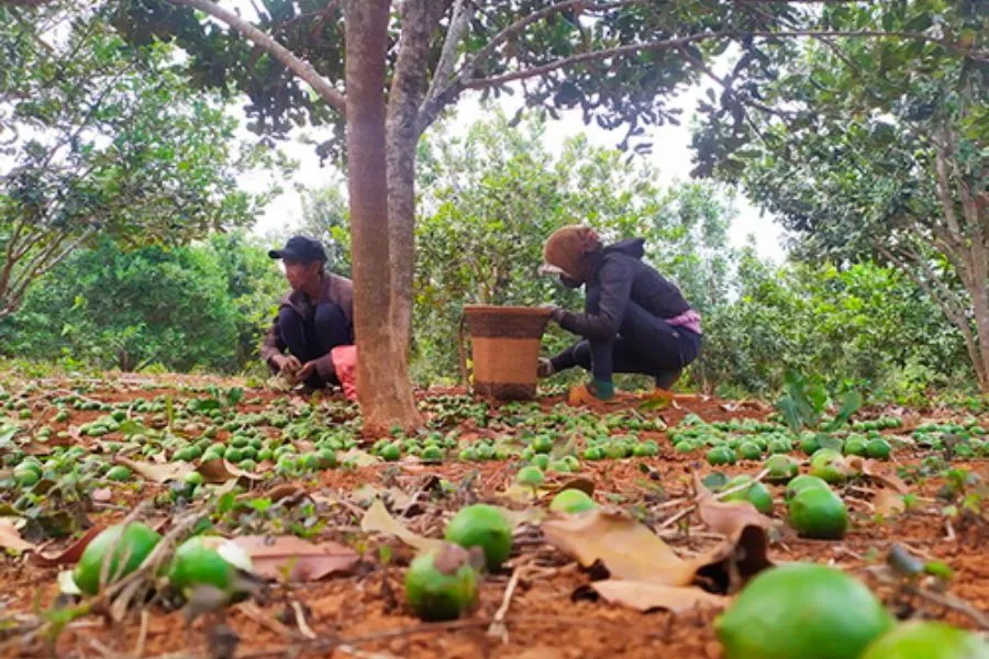 Người dân đang thu hoạch mắc ca