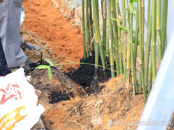 Kỹ thuật trồng cây trúc