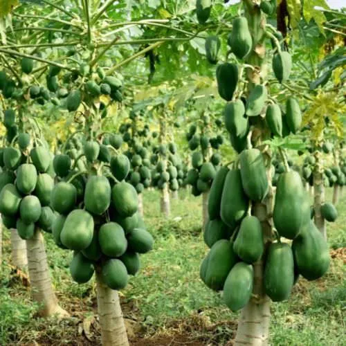 kỹ thuật trồng đu đủ lùn