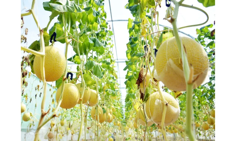 Trồng dưa lưới ở nơi có đầy đủ ánh sáng