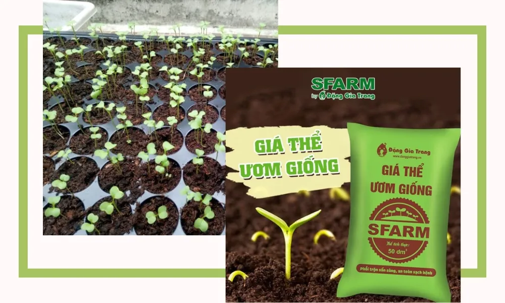 Giá thể ươm giống phù hợp cách trồng dưa lưới