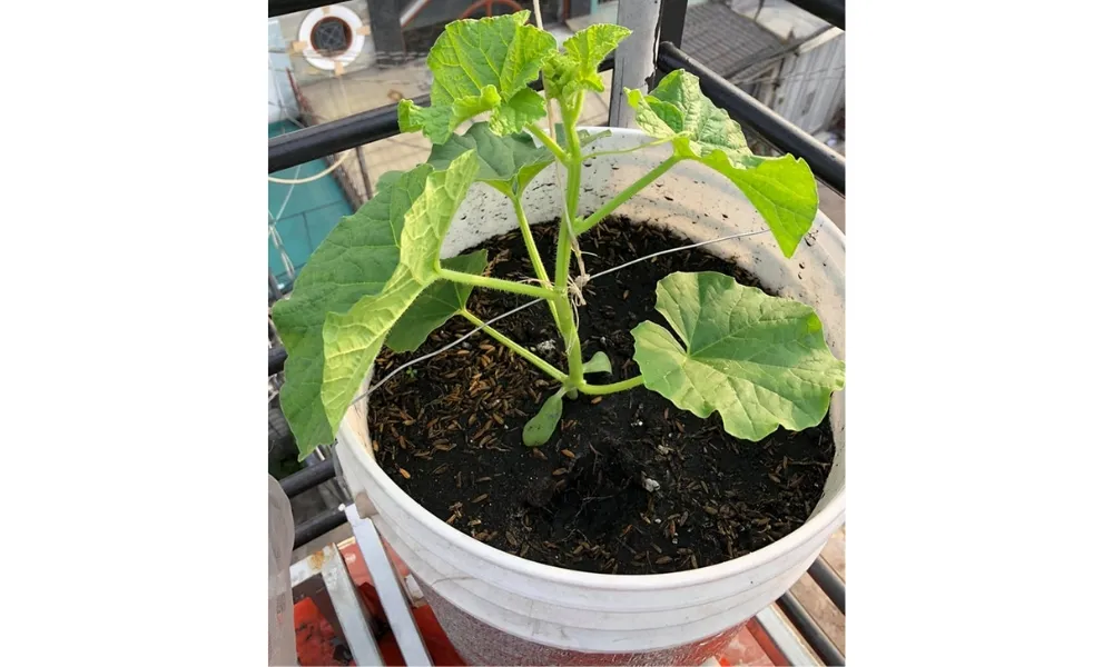 Trồng cây con ra xô chậu lớn