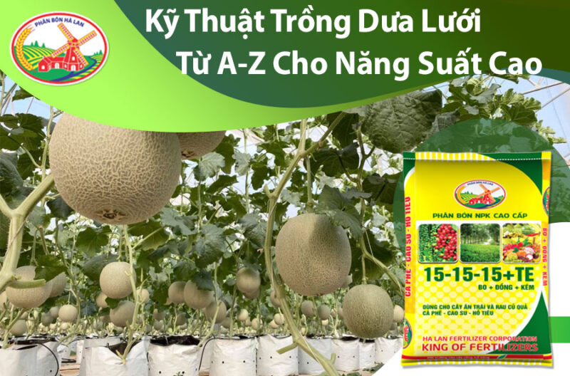 Hướng Dẫn Chi Tiết Kỹ Thuật Trồng Cây Dưa Lưới Tại Nhà Từ A-Z