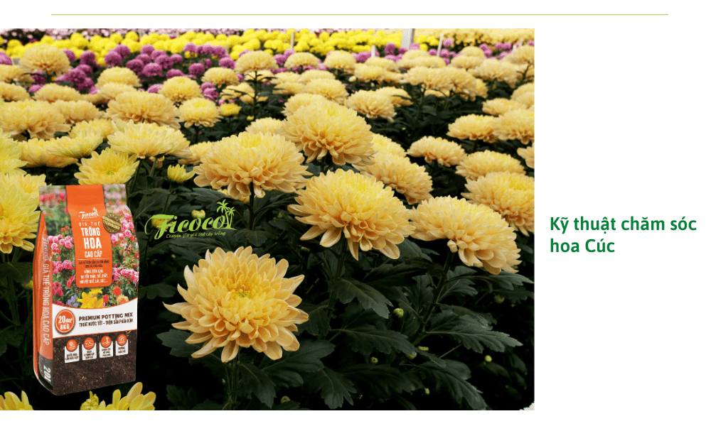 ky-thuat-cham-soc-hoa-cuc-tet