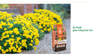 Kỹ thuật trồng hoa Cúc tết nở rộ đúng dịp tết Nguyên Đán 2023