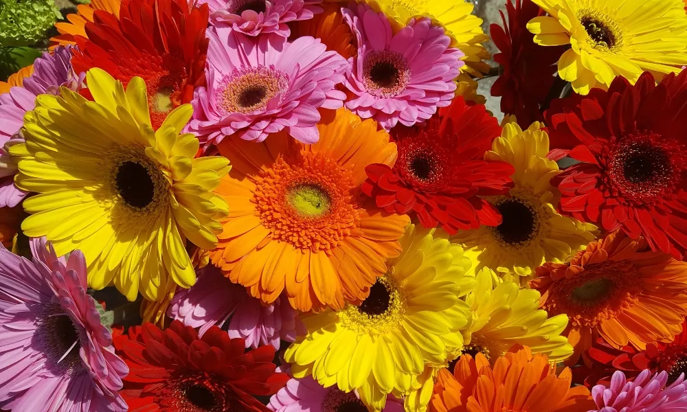 Hoa đồng tiền có rất nhiều màu sắc rực rỡ