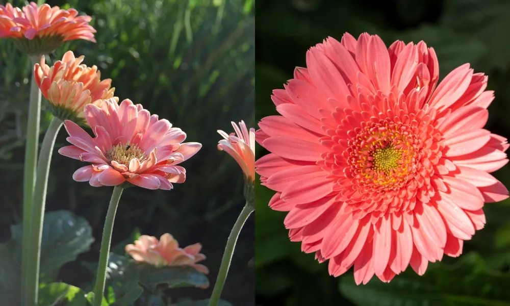 Hoa đồng tiền hồng thể hiện sự ca ngợi khích lệ