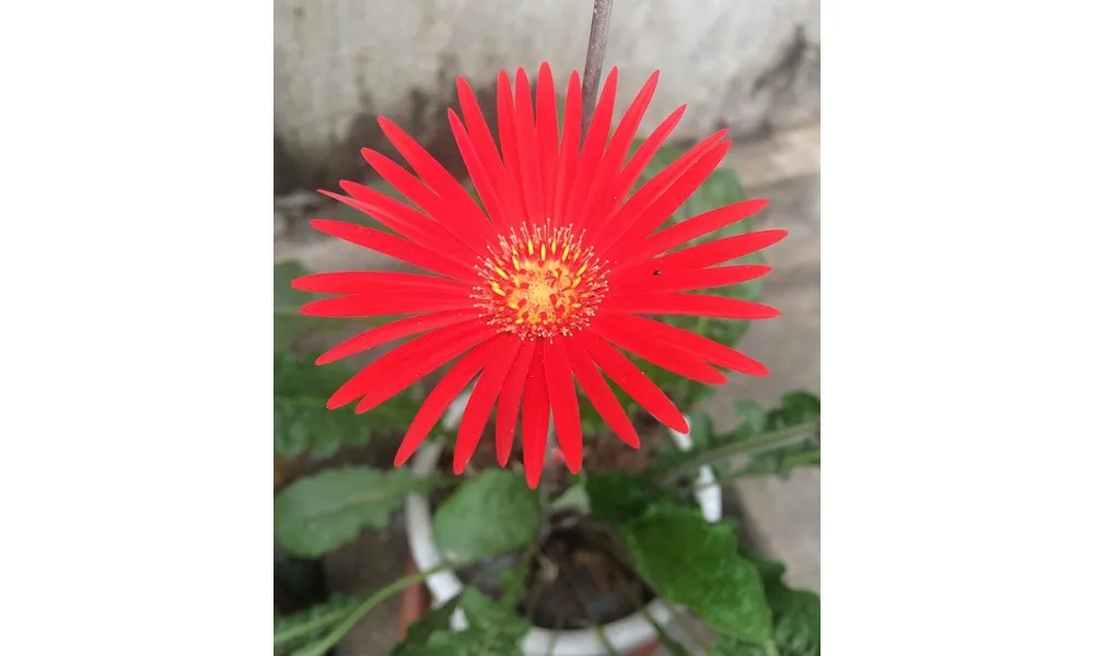 Hoa đồng tiền đơn có lớp cánh thưa và mỏng