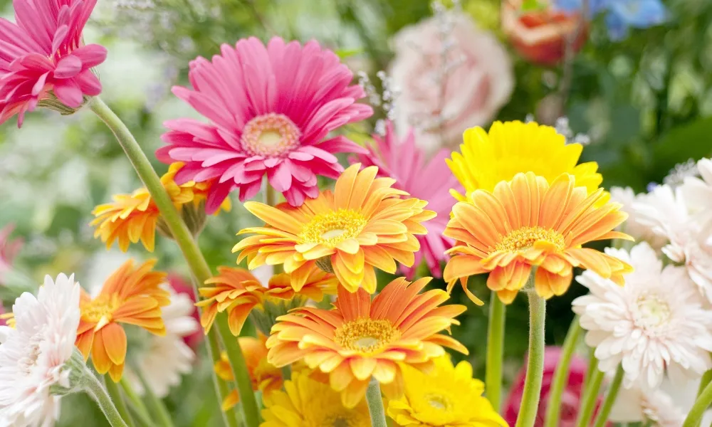 Hoa đồng tiền cần nhiều ánh sáng để phát triển tốt