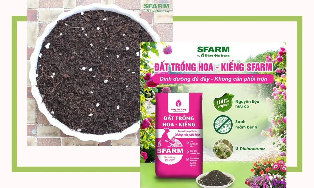 SFARM cung cấp sỉ đất trồng hoa kiểng chất lượng