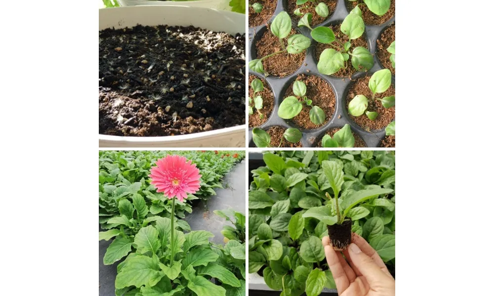 Cách trồng hoa đồng tiền nở đúng Tết bằng hạt