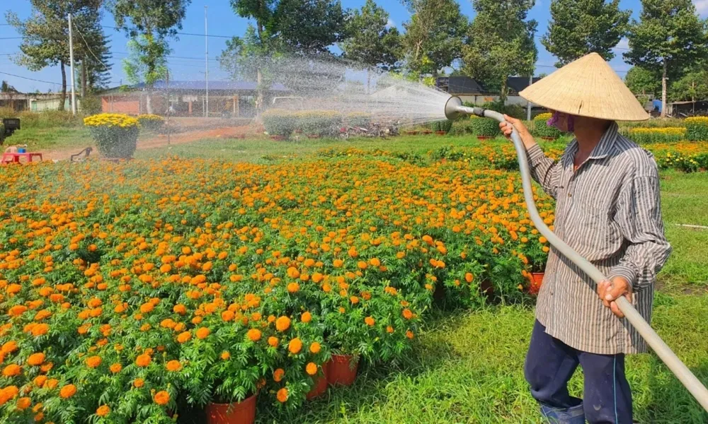 Tưới nước thường xuyên cho vạn thọ ra hoa đúng Tết