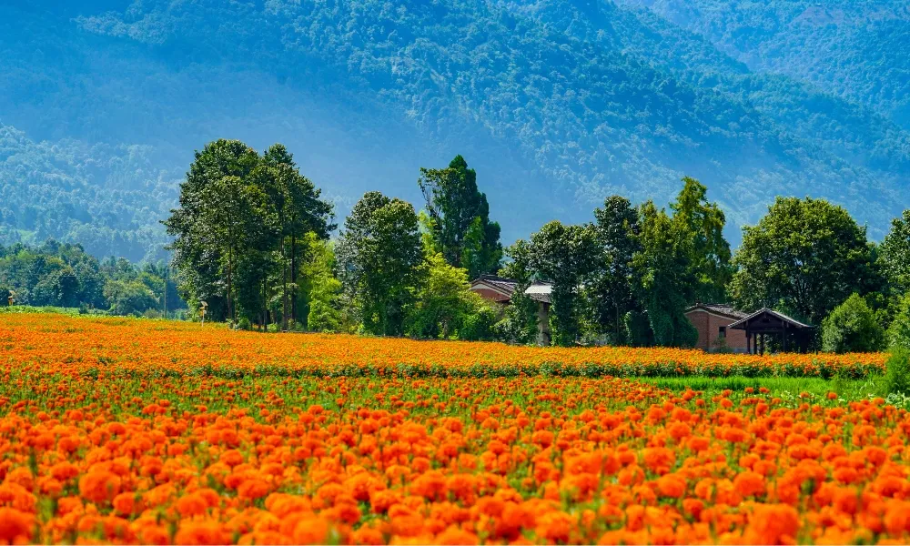 Cánh đồng vạn thọ trông như một bức tranh tuyệt đẹp