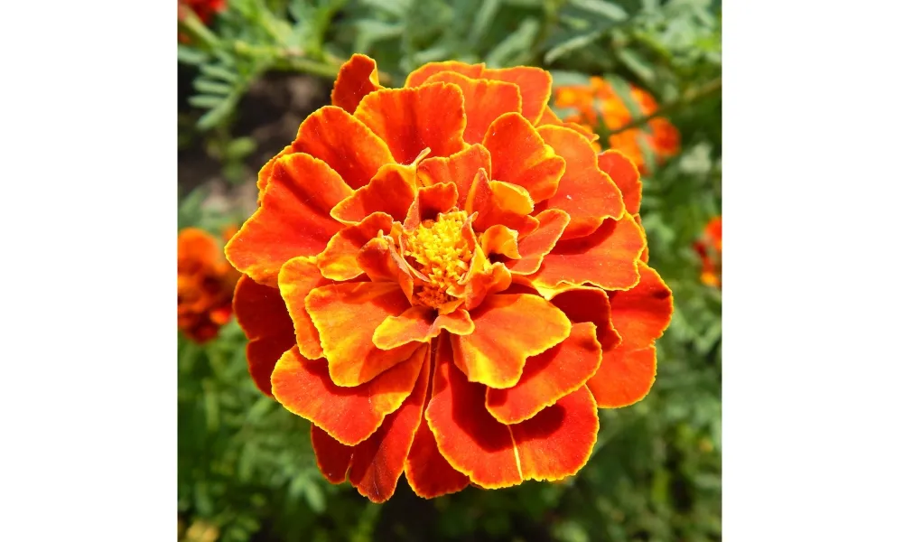 Hoa vạn thọ Pháp hay còn gọi là vạn thọ lửa